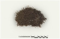 藏品(對齒苔屬)的圖片